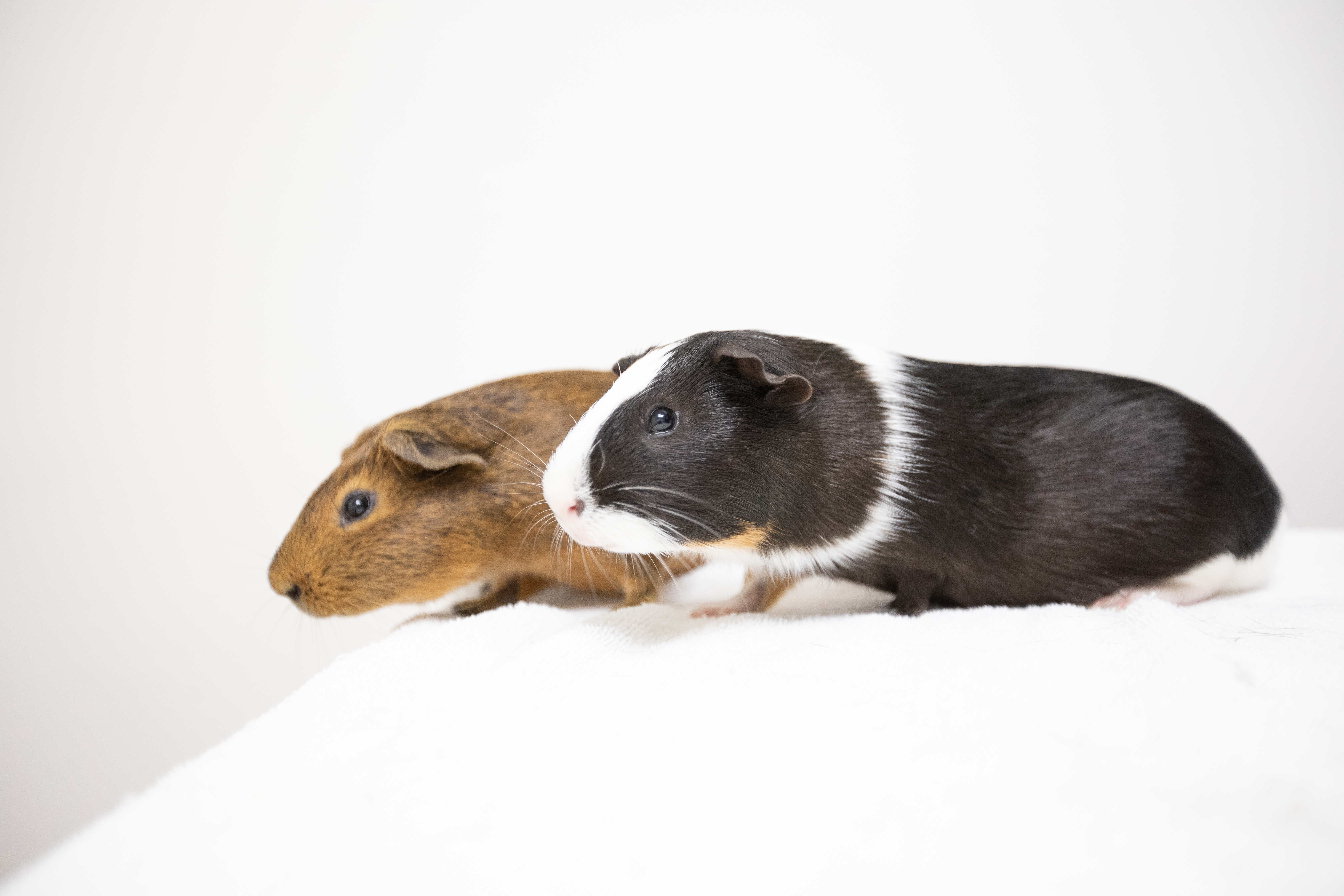 Enlarge Kale, a Adoptable mixed breed in Montclair, NJ image 4/6