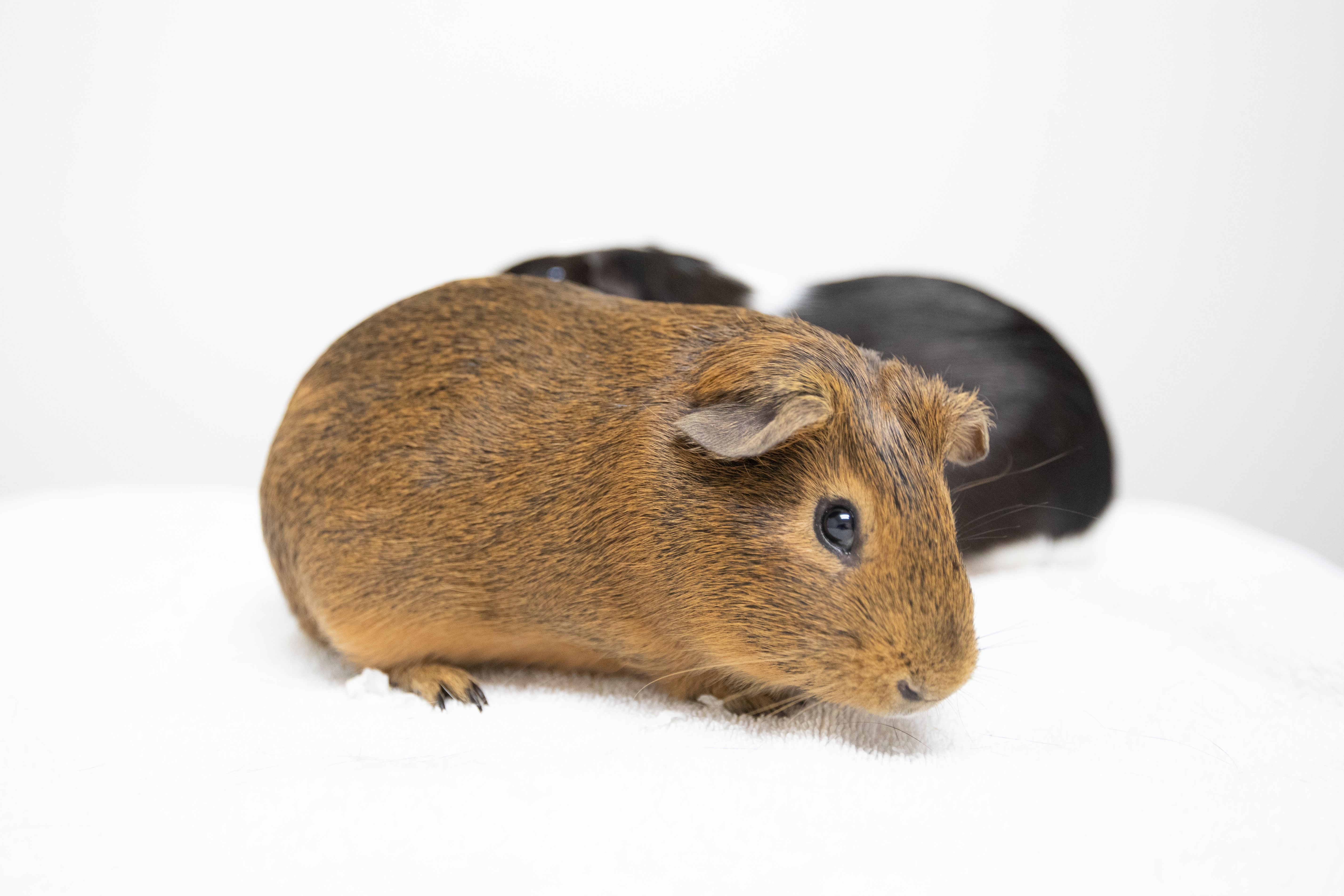 Enlarge Kale, a Adoptable mixed breed in Montclair, NJ image 5/6