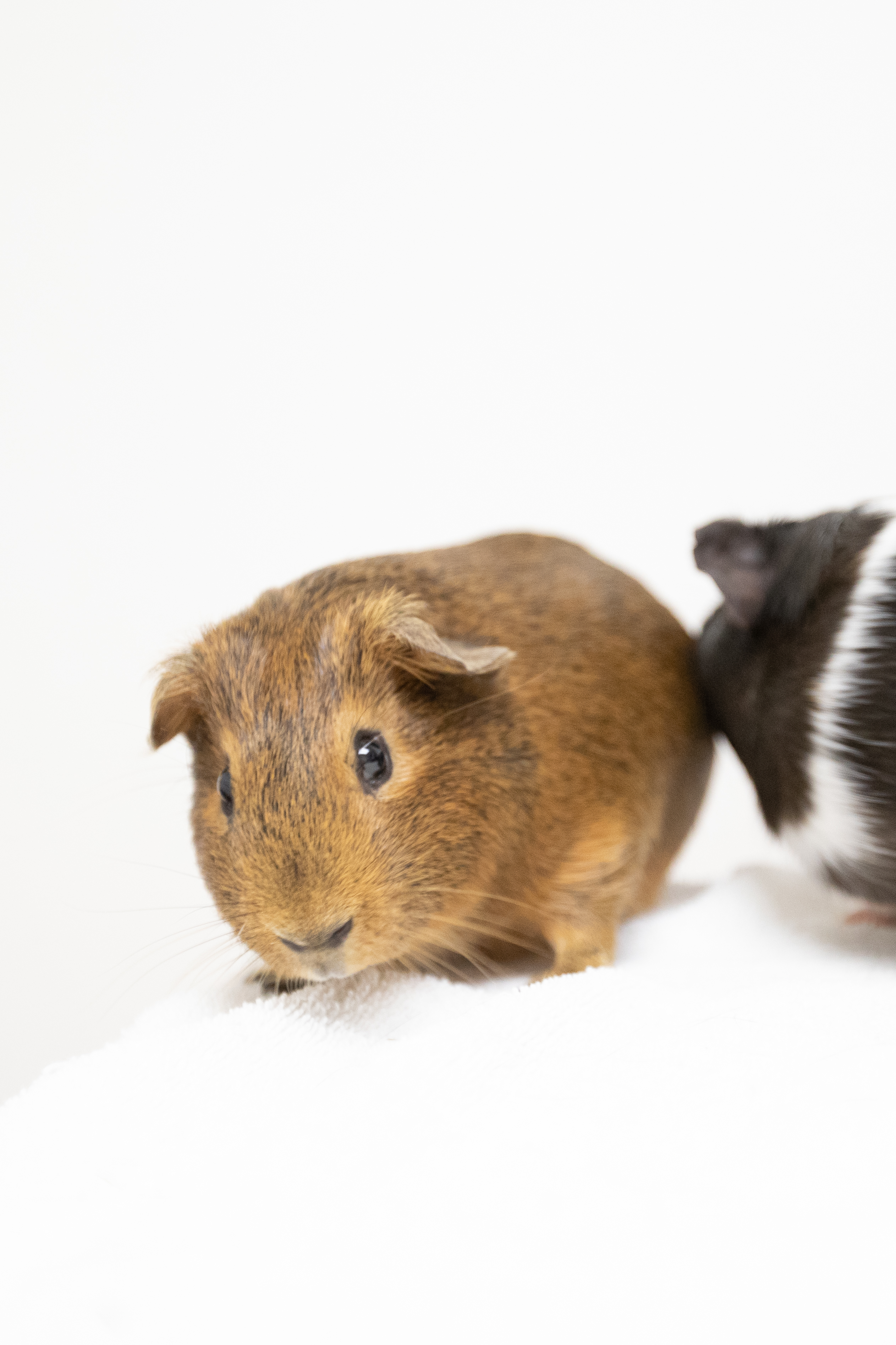 Enlarge Kale, a Adoptable mixed breed in Montclair, NJ image 6/6