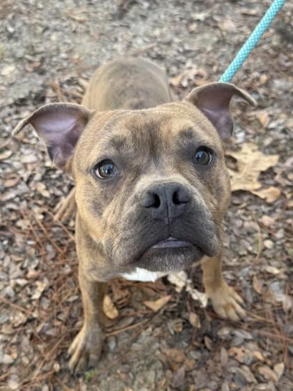 Skippy, Adoptable, Young Male Mixed Breed & Mixed Breed.