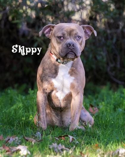 Skippy, Adoptable, Young Male Mixed Breed & Mixed Breed.