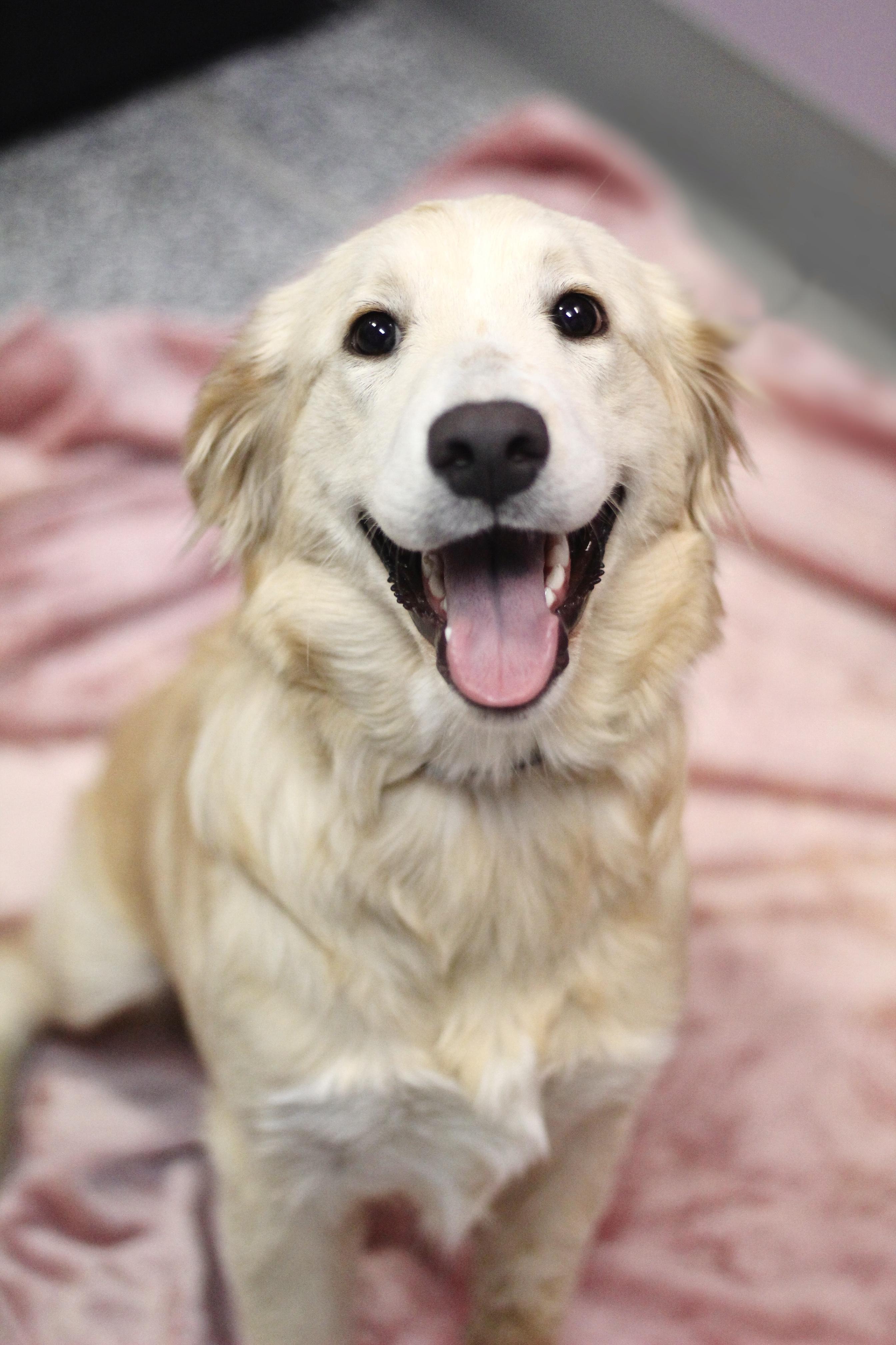 Enlarge Ginny in NH! Come Meet our Adoptable Dogs Wednesday-Saturday. More info in Bio! , an adopted mixed breed in Manchester, NH image 4/4