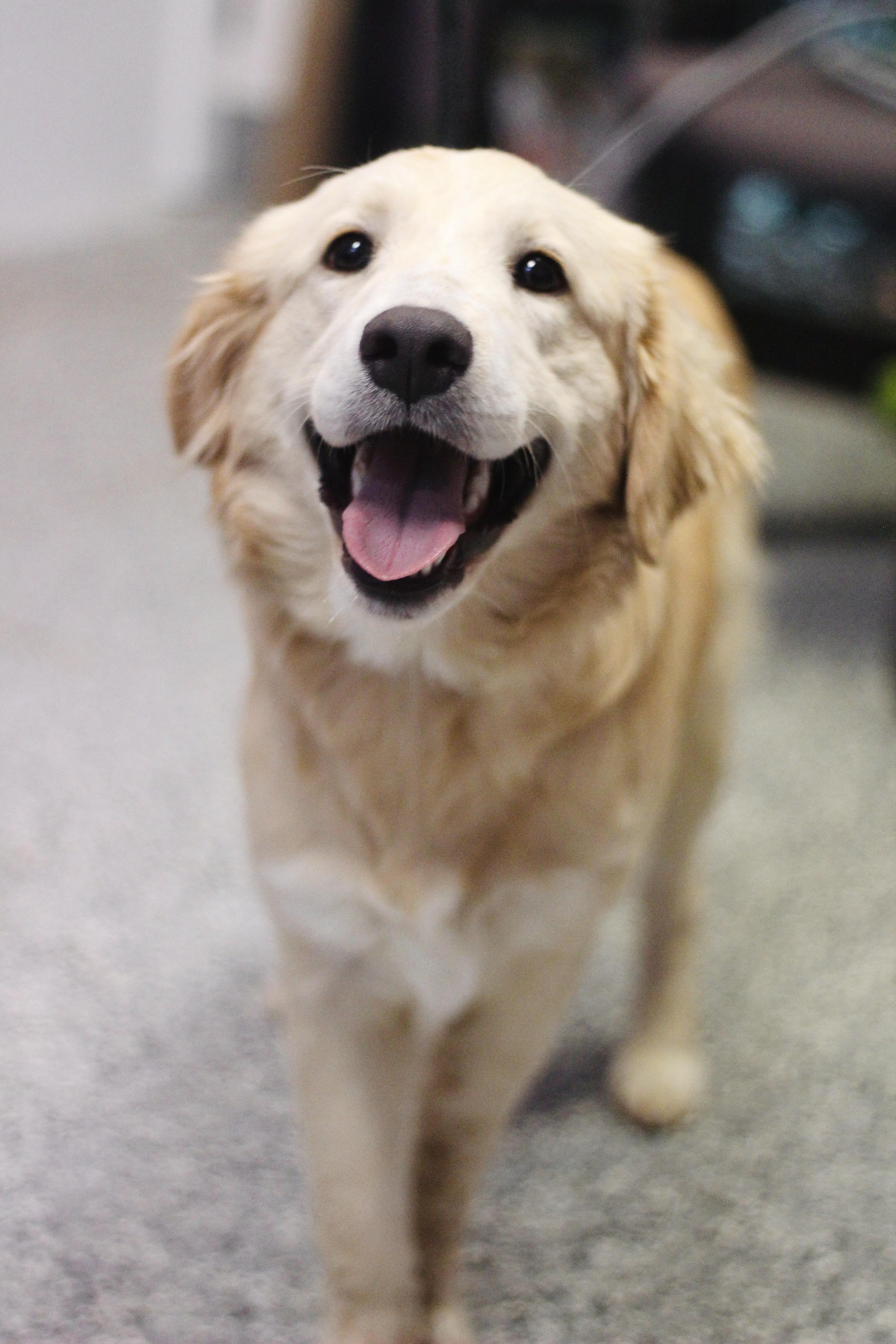 Ginny in NH! Come Meet our Adoptable Dogs Wednesday-Saturday. More info in Bio! , adopted, Young Female Golden Retriever.