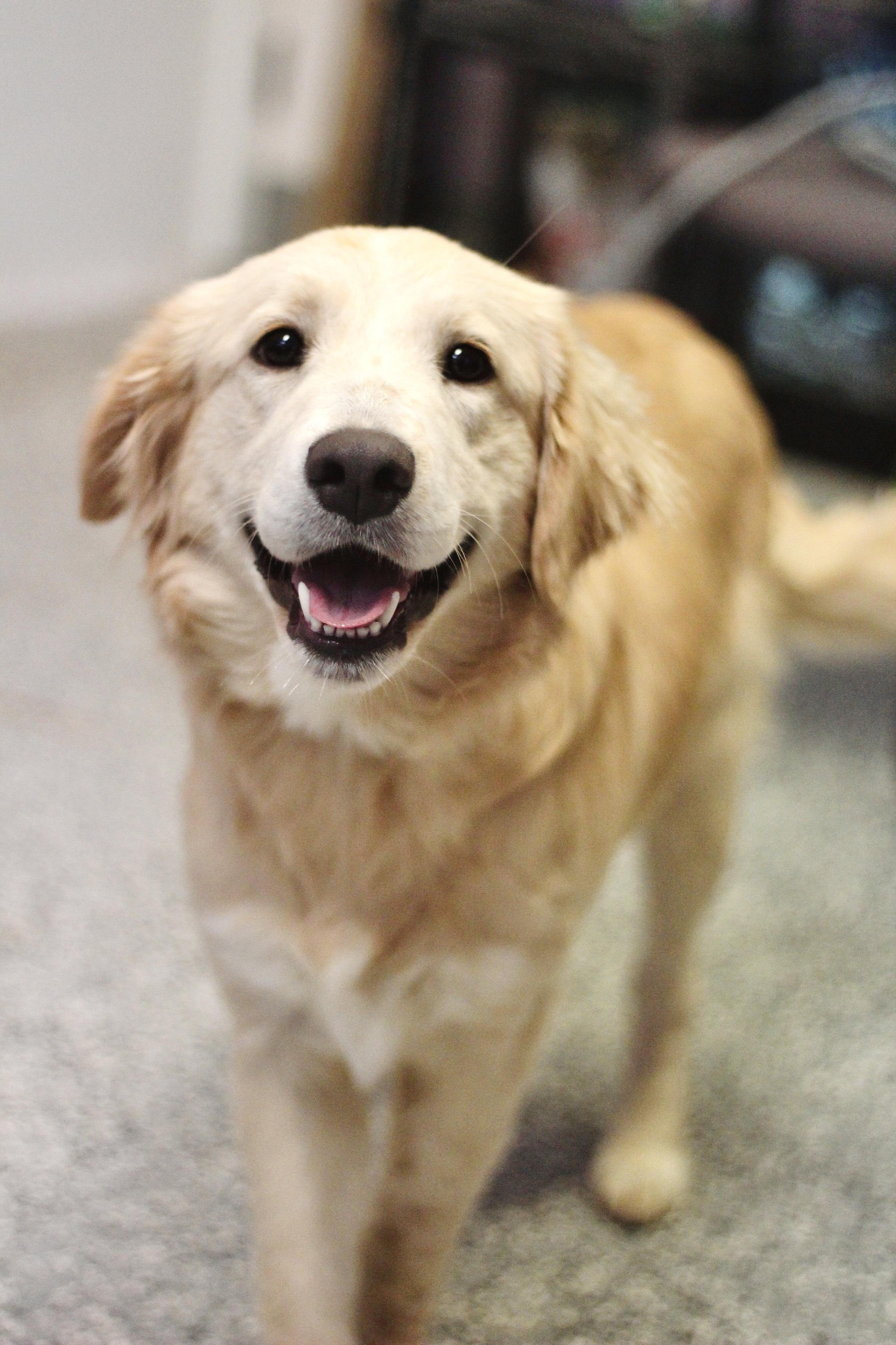 Enlarge Ginny in NH! Come Meet our Adoptable Dogs Wednesday-Saturday. More info in Bio! , an adopted mixed breed in Manchester, NH image 3/4