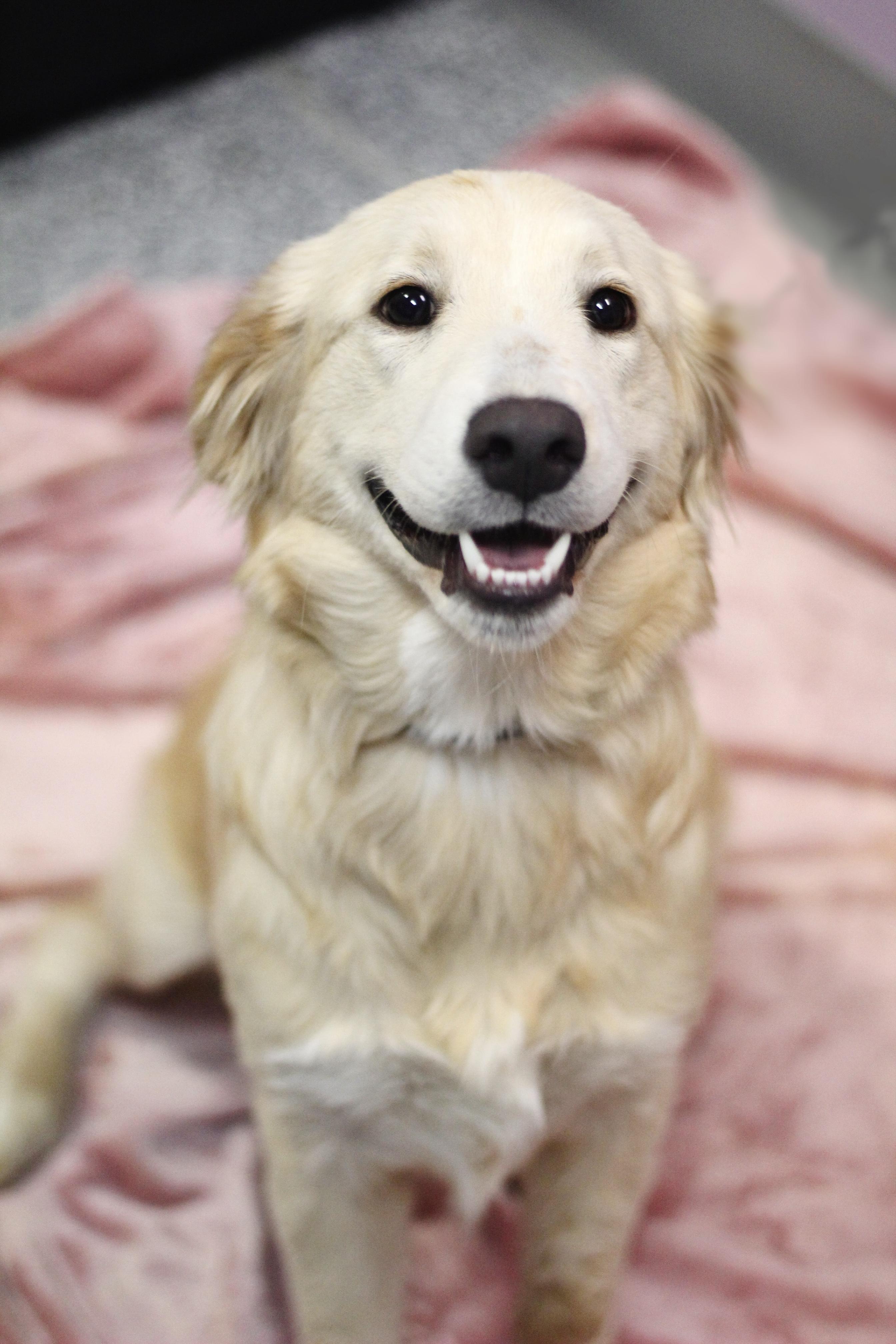Enlarge Ginny in NH! Come Meet our Adoptable Dogs Wednesday-Saturday. More info in Bio! , an adopted mixed breed in Manchester, NH image 2/4