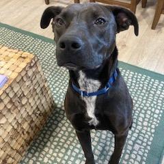 Enlarge ASHER (518), a Adoptable mixed breed in Indiantown, FL image 1/6