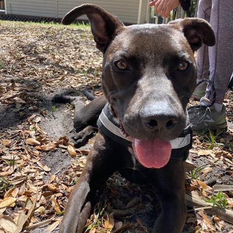 Enlarge ASHER (518), a Adoptable mixed breed in Indiantown, FL image 2/6