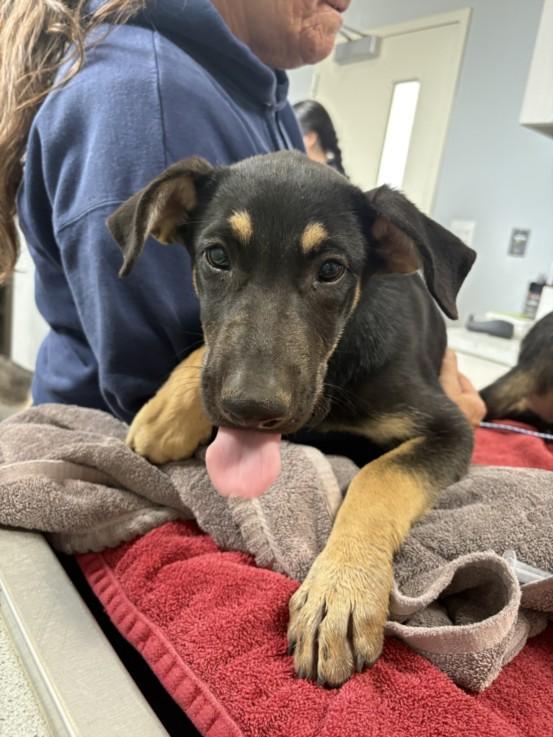 A211784, Adoptable, Adult Female German Shepherd Dog.