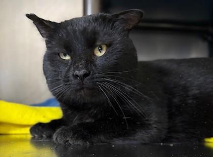 Enlarge Fez, a Adoptable mixed breed in Columbia City, IN image 1/2