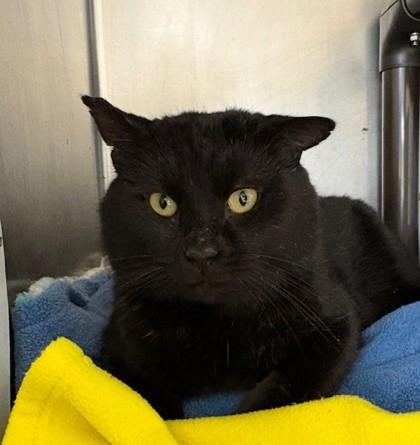 Enlarge Fez, a Adoptable mixed breed in Columbia City, IN image 2/2