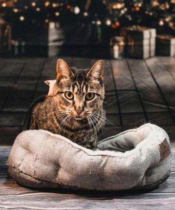 Enlarge Aggie, a Adoptable Domestic Short Hair in Sullivan, IN image 1/3