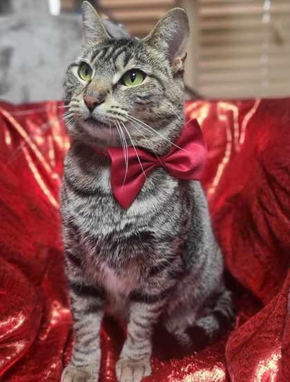 Aggie, Adoptable, Adult Female Domestic Short Hair.