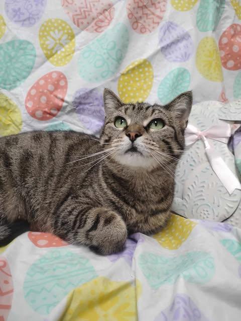 Aggie, a Adoptable Domestic Short Hair in Sullivan, IN image 2/2