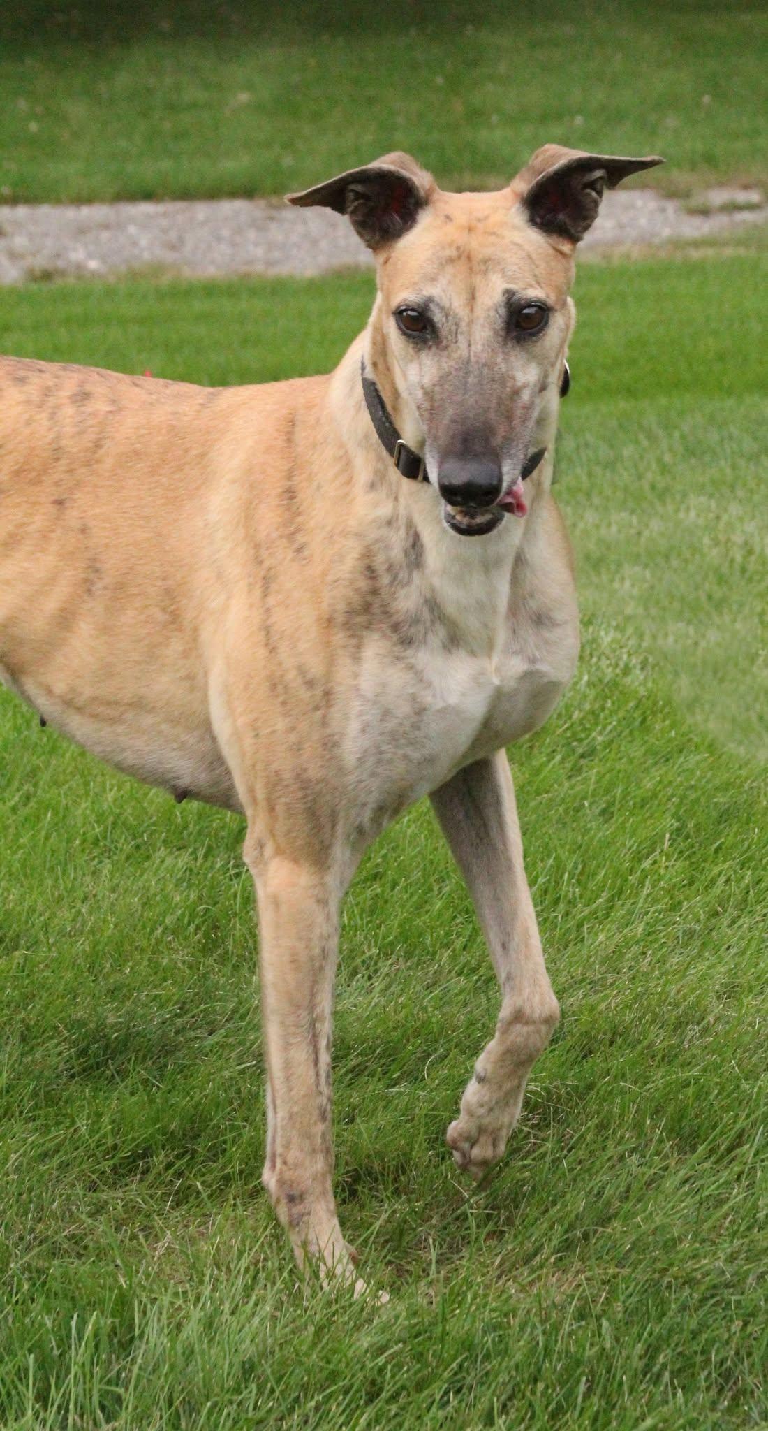 Columbia, Adopted, Adult Female Greyhound.