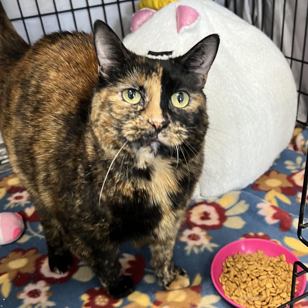 Enlarge Bristol, a Adoptable Domestic Short Hair in Oneonta, NY image 1/6
