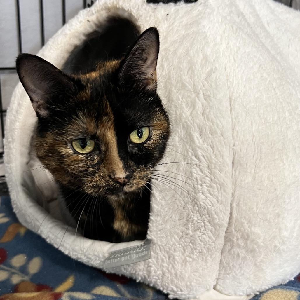 Enlarge Bristol, a Adoptable Domestic Short Hair in Oneonta, NY image 2/6