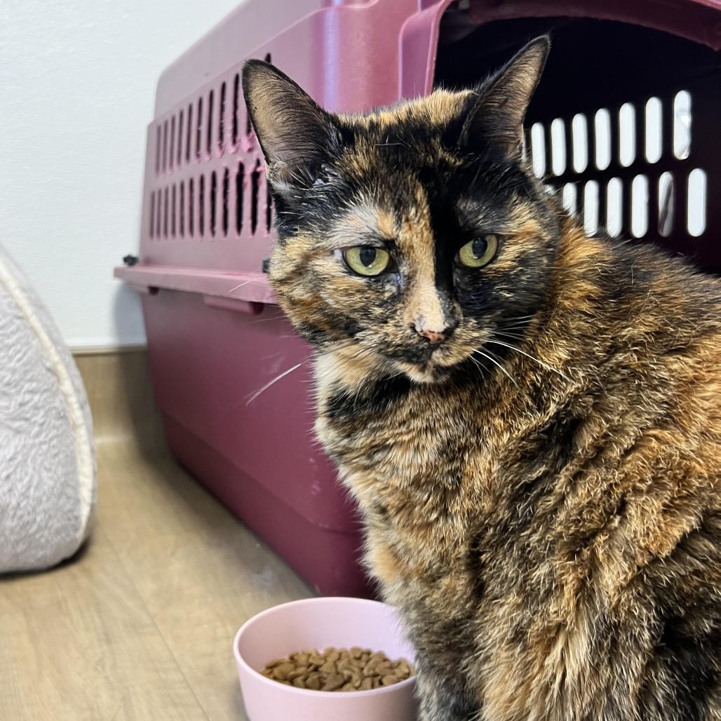 Enlarge Bristol, a Adoptable Domestic Short Hair in Oneonta, NY image 3/6