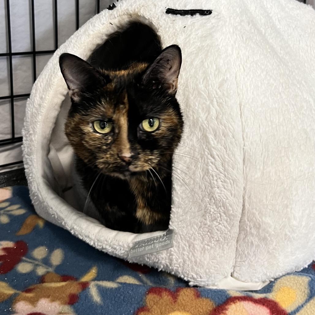 Enlarge Bristol, a Adoptable Domestic Short Hair in Oneonta, NY image 4/6