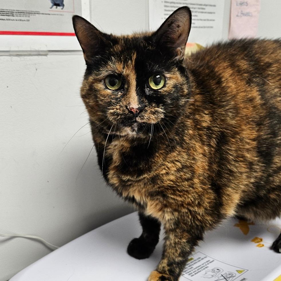Enlarge Bristol, a Adoptable Domestic Short Hair in Oneonta, NY image 5/6
