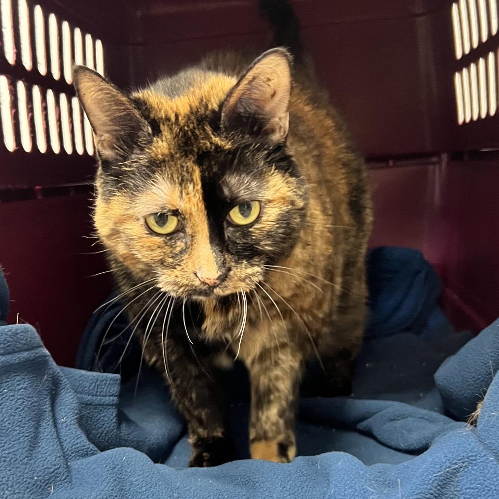 Enlarge Bristol, a Adoptable Domestic Short Hair in Oneonta, NY image 6/6