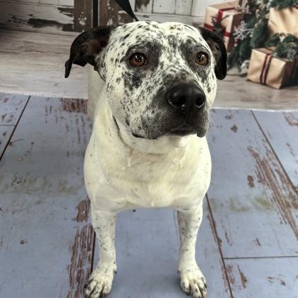 Ray, Adoptable, Adult Male Cattle Dog & Pit Bull Terrier.