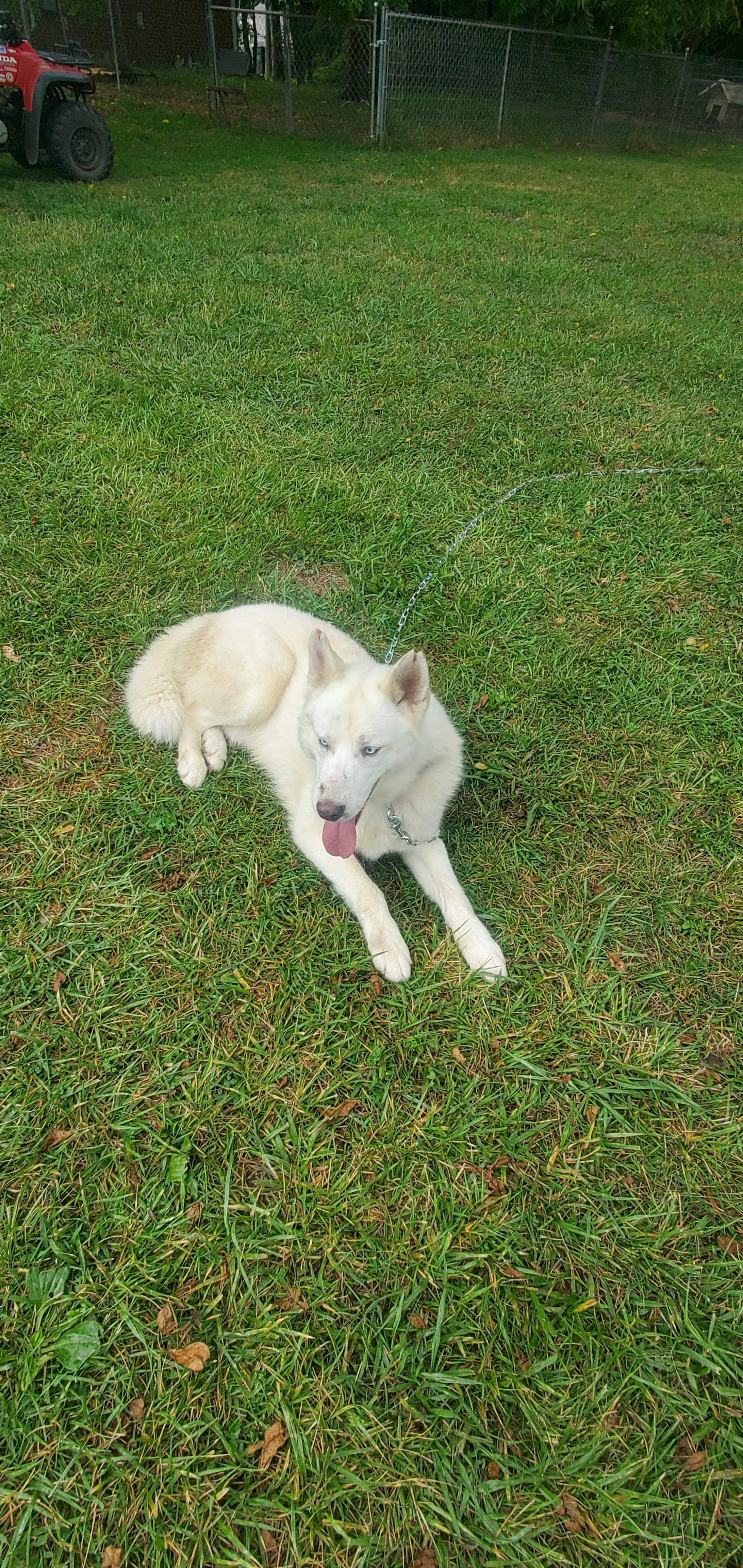 Justin, a Adoptable Husky in Campton, KY image 2/6