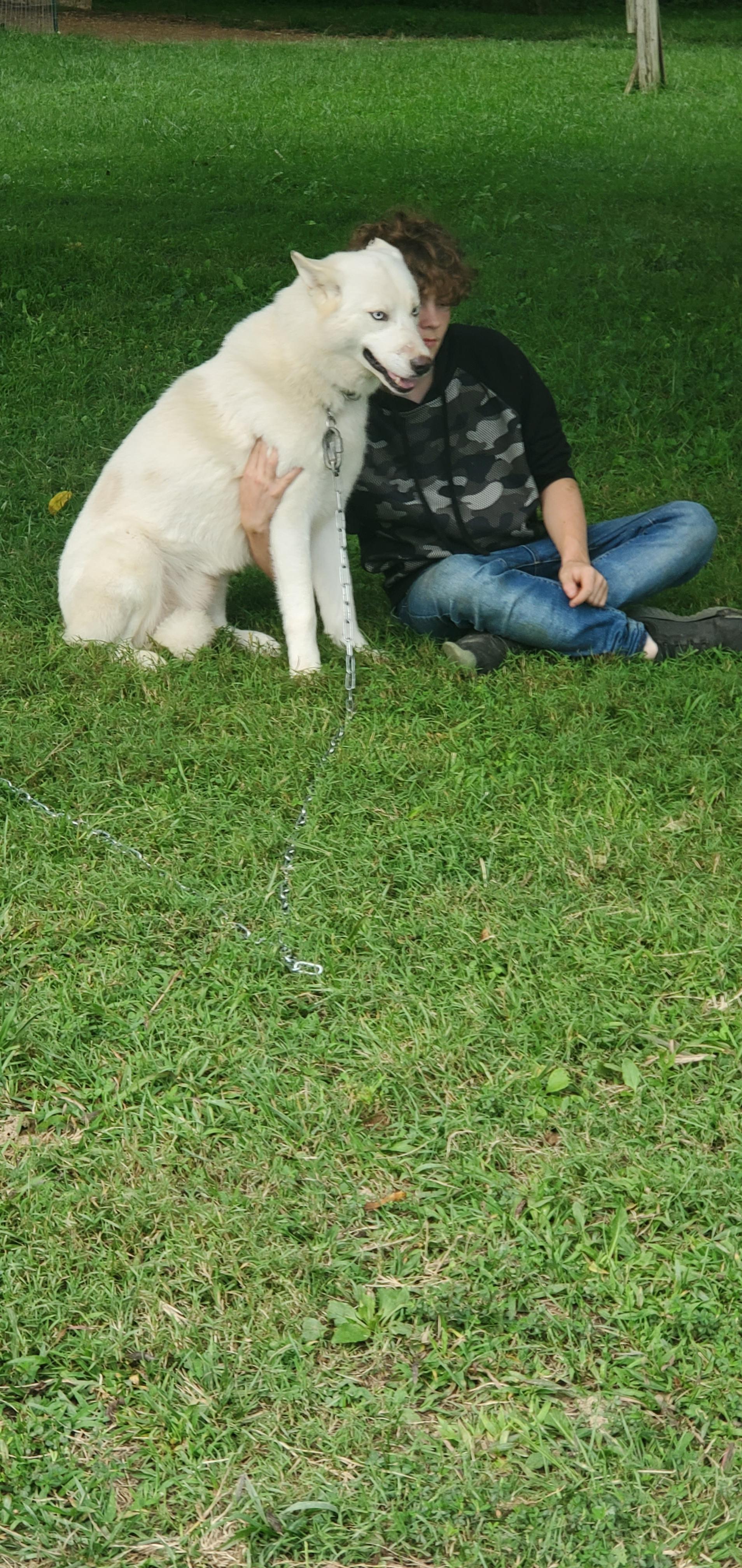 Justin, a Adoptable Husky in Campton, KY image 4/6