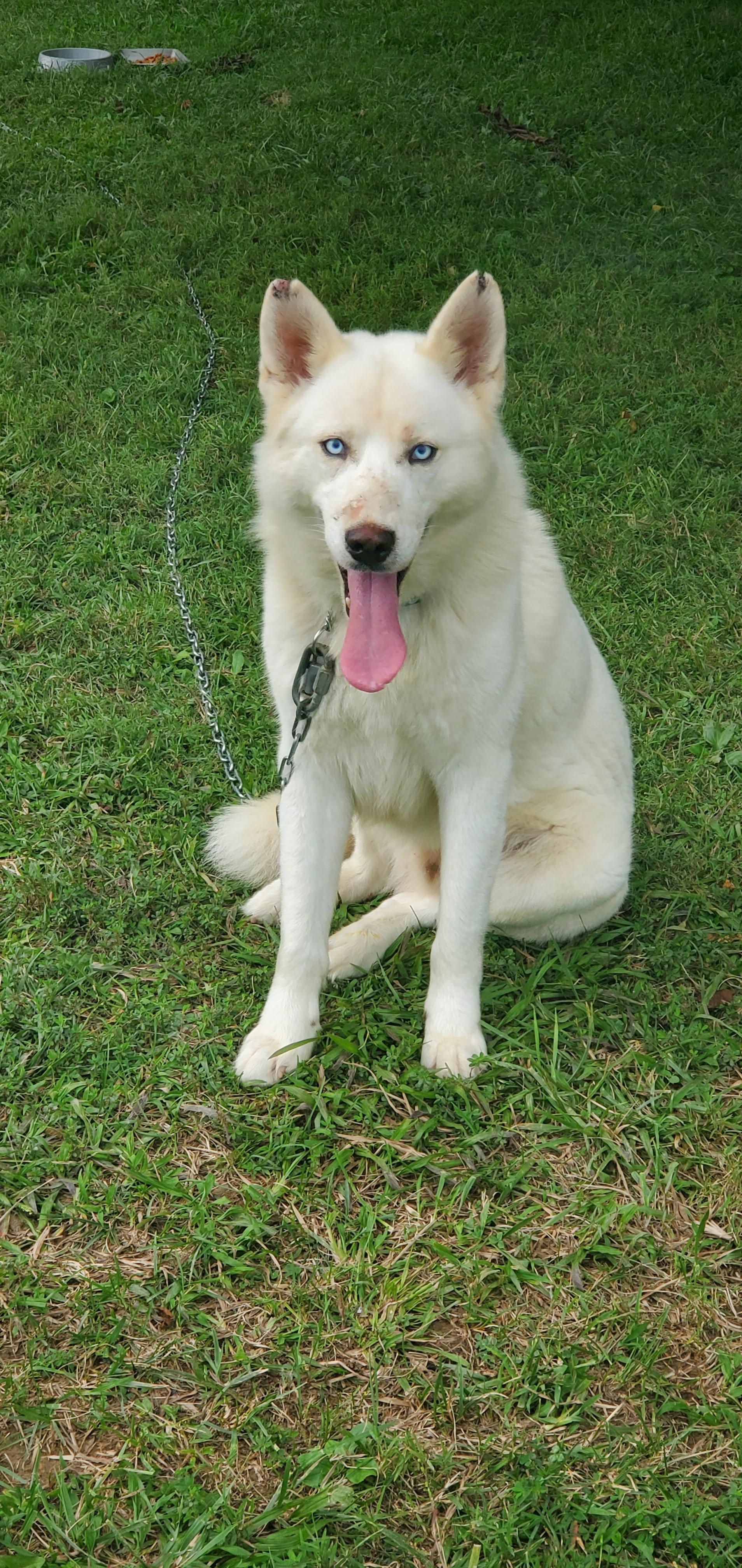 Justin, a Adoptable Husky in Campton, KY image 5/6