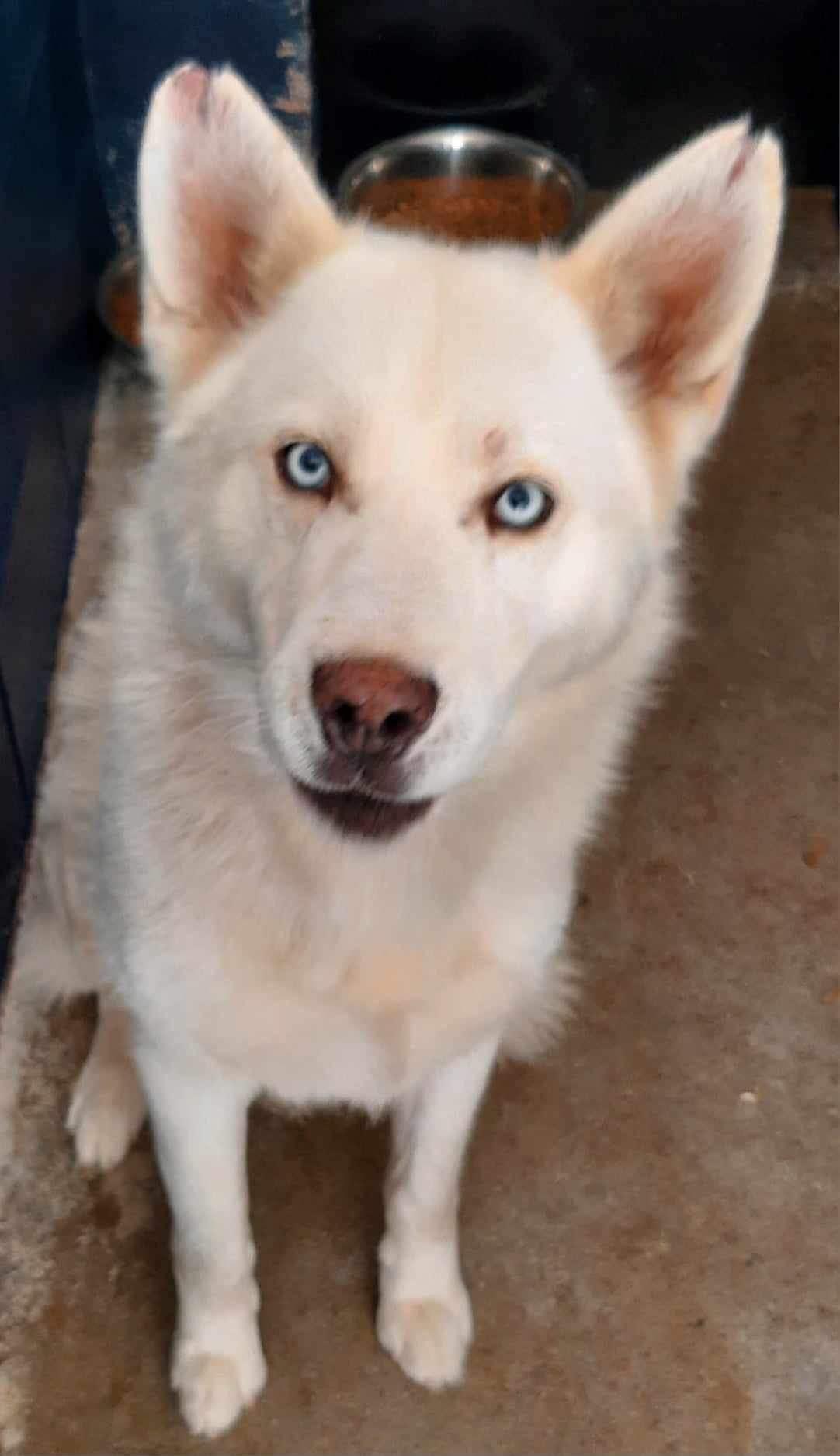 Justin, Adoptable, Adult Male Husky.