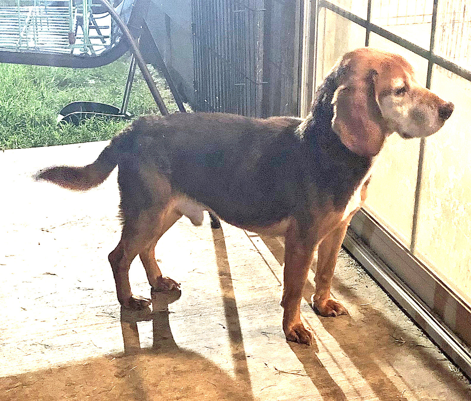 Enlarge BJ, a Adoptable Beagle in Claremore, OK image 1/1