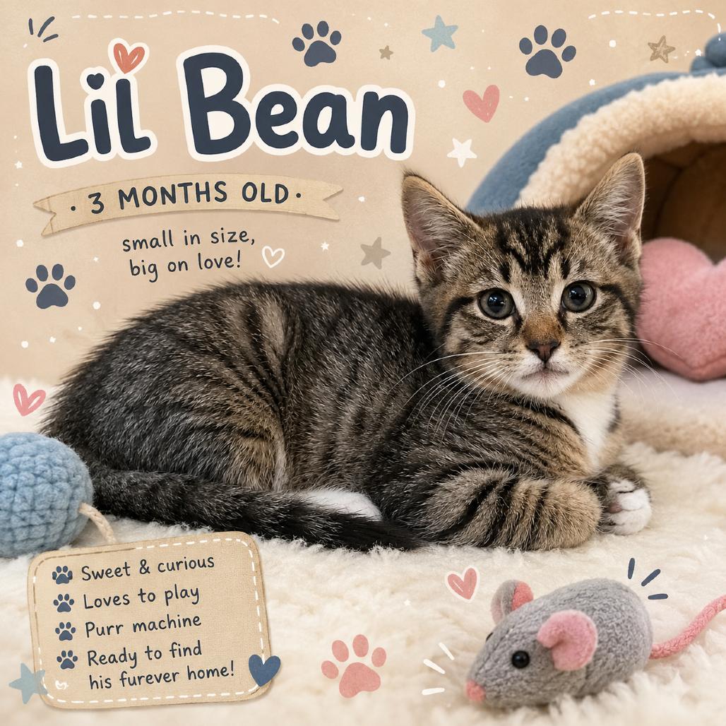 Lil Bean, a Adoptable Domestic Short Hair in Waldorf, MD image 1/2