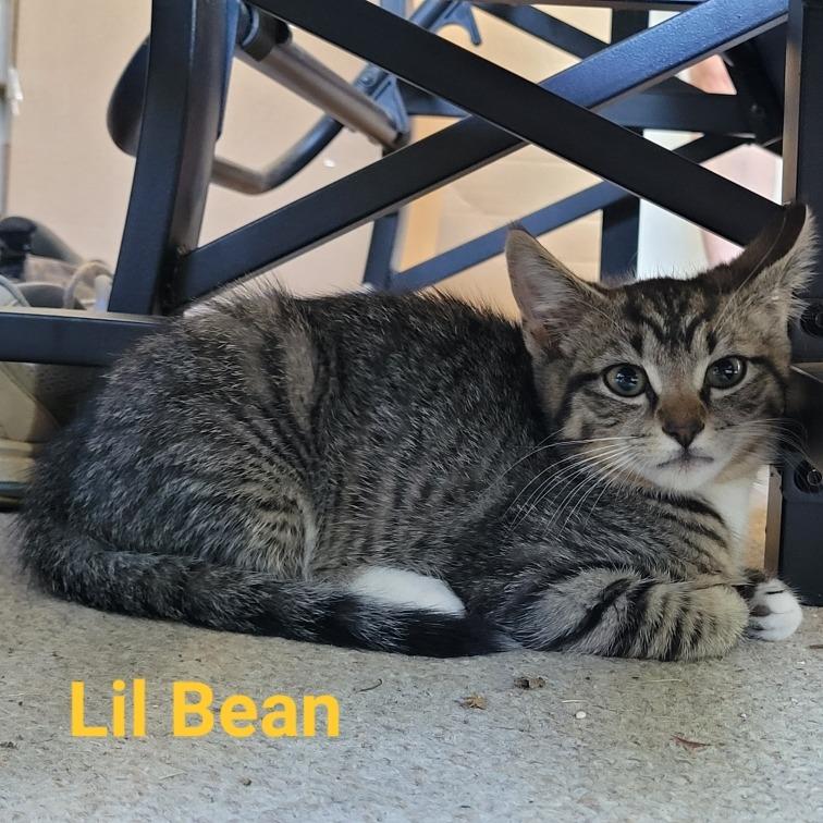 Lil Bean, a Adoptable Domestic Short Hair in Waldorf, MD image 2/2