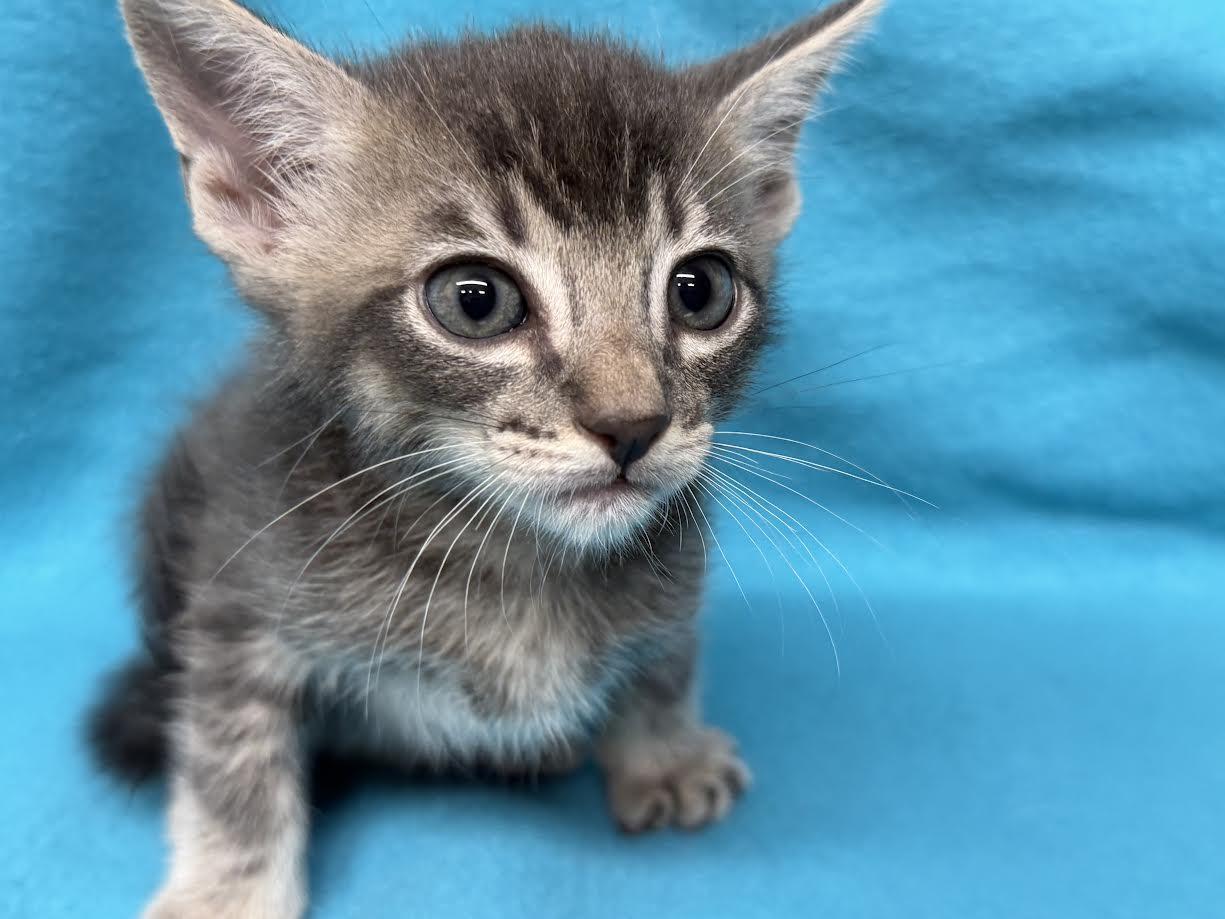 Enlarge Nyx, a ADOPTABLE Domestic Short Hair in Oakdale, CA image 1/1