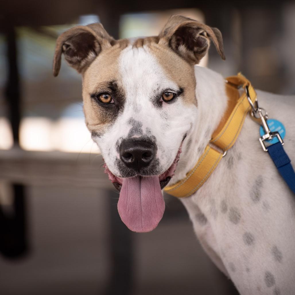 Enlarge Pickles, a Adoptable mixed breed in Merritt Island, FL image 1/6