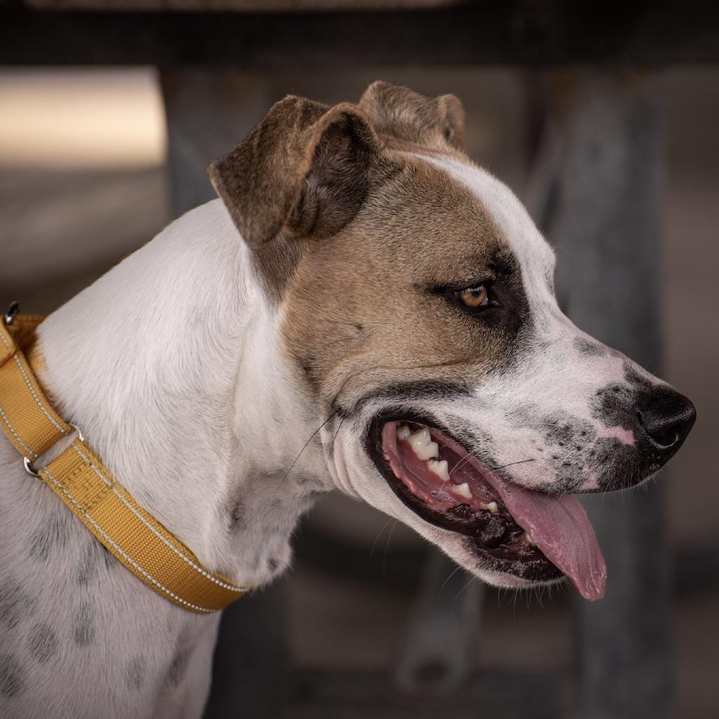 Enlarge Pickles, a Adoptable mixed breed in Merritt Island, FL image 3/6
