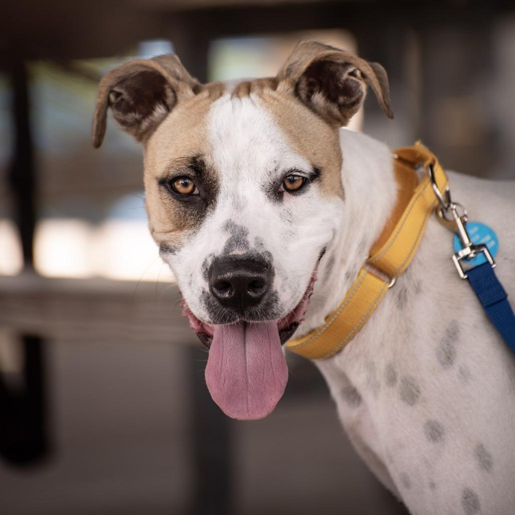 Enlarge Pickles, a Adoptable mixed breed in Merritt Island, FL image 4/6