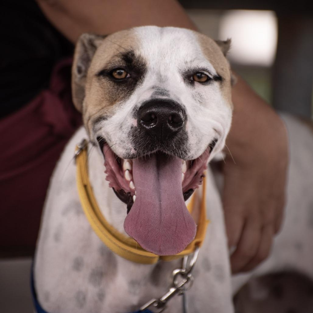 Enlarge Pickles, a Adoptable mixed breed in Merritt Island, FL image 5/6