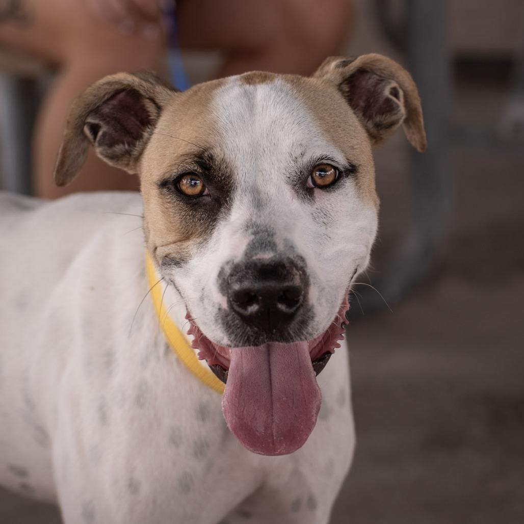 Enlarge Pickles, a Adoptable mixed breed in Merritt Island, FL image 6/6