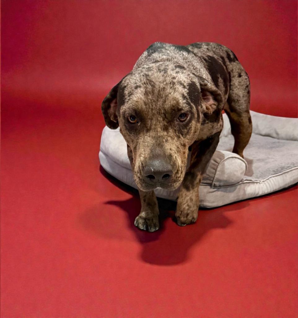 Enlarge Genesis, a Adoptable mixed breed in Alvin, TX image 1/6