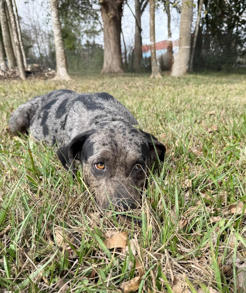 Enlarge Genesis, a Adoptable mixed breed in Alvin, TX image 2/6