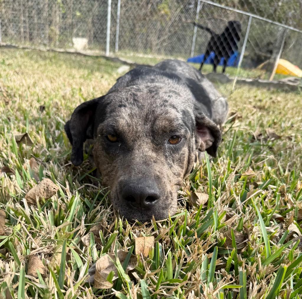 Enlarge Genesis, a Adoptable mixed breed in Alvin, TX image 3/6