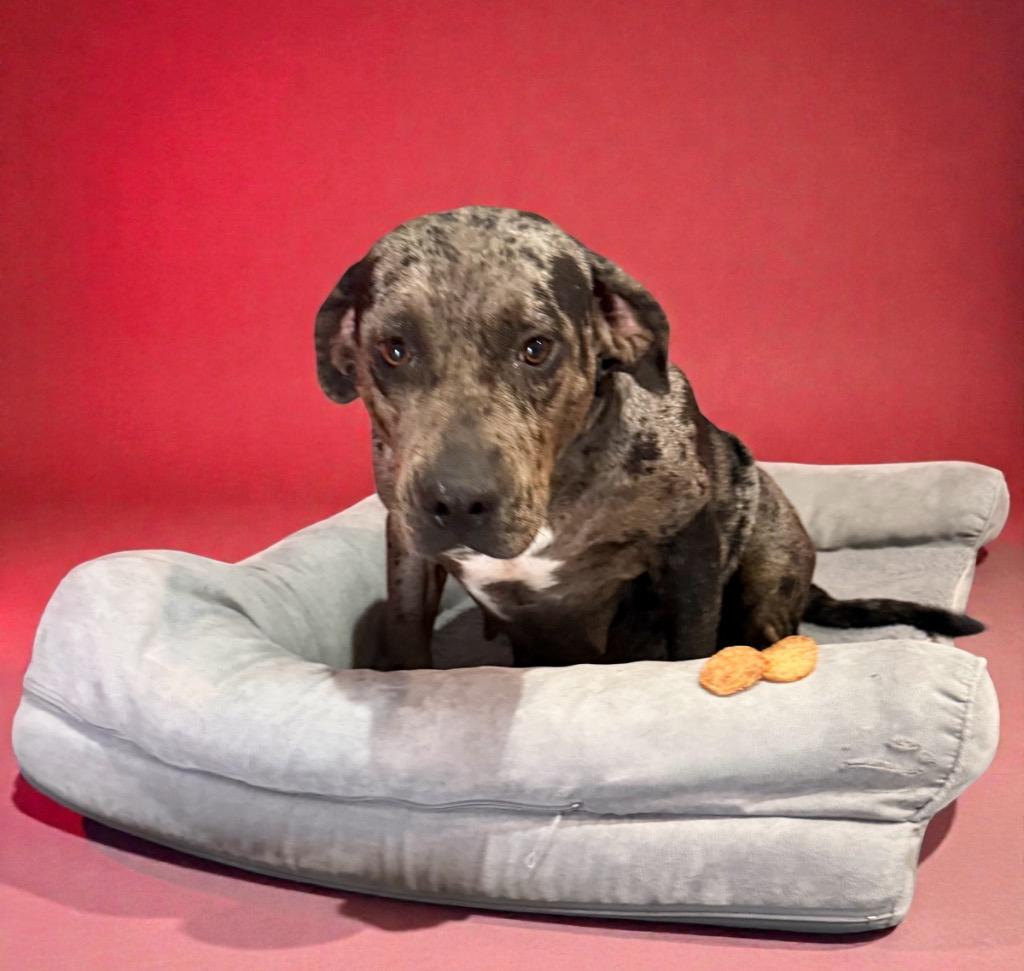 Enlarge Genesis, a Adoptable mixed breed in Alvin, TX image 6/6