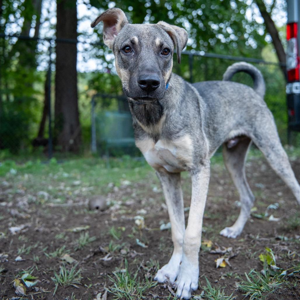 Clyde, Adoptable, Young Male Shepherd & Mixed Breed.