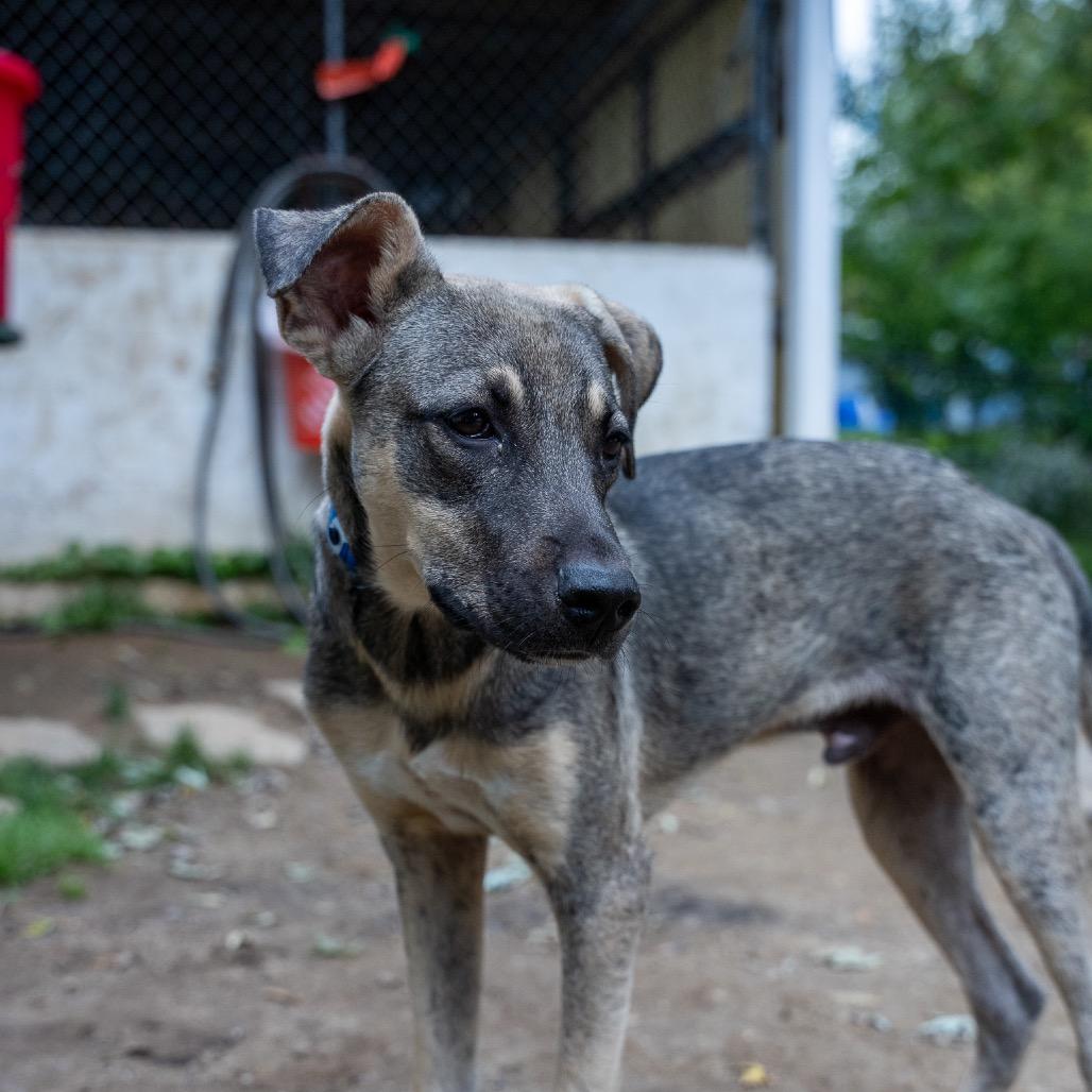 Enlarge Clyde, a Adoptable mixed breed in Pawling, NY image 2/6