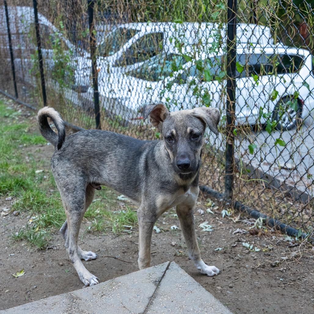 Enlarge Clyde, a Adoptable mixed breed in Pawling, NY image 3/6