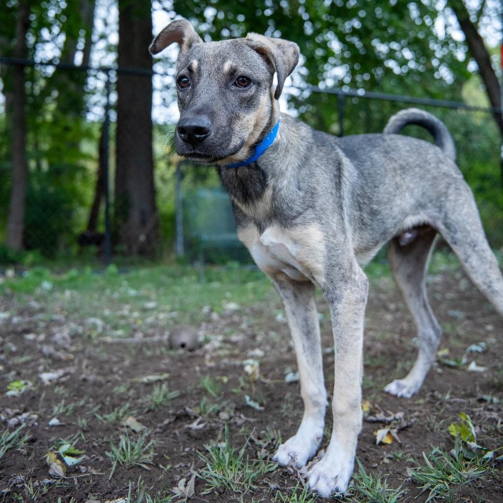 Enlarge Clyde, a Adoptable mixed breed in Pawling, NY image 4/6
