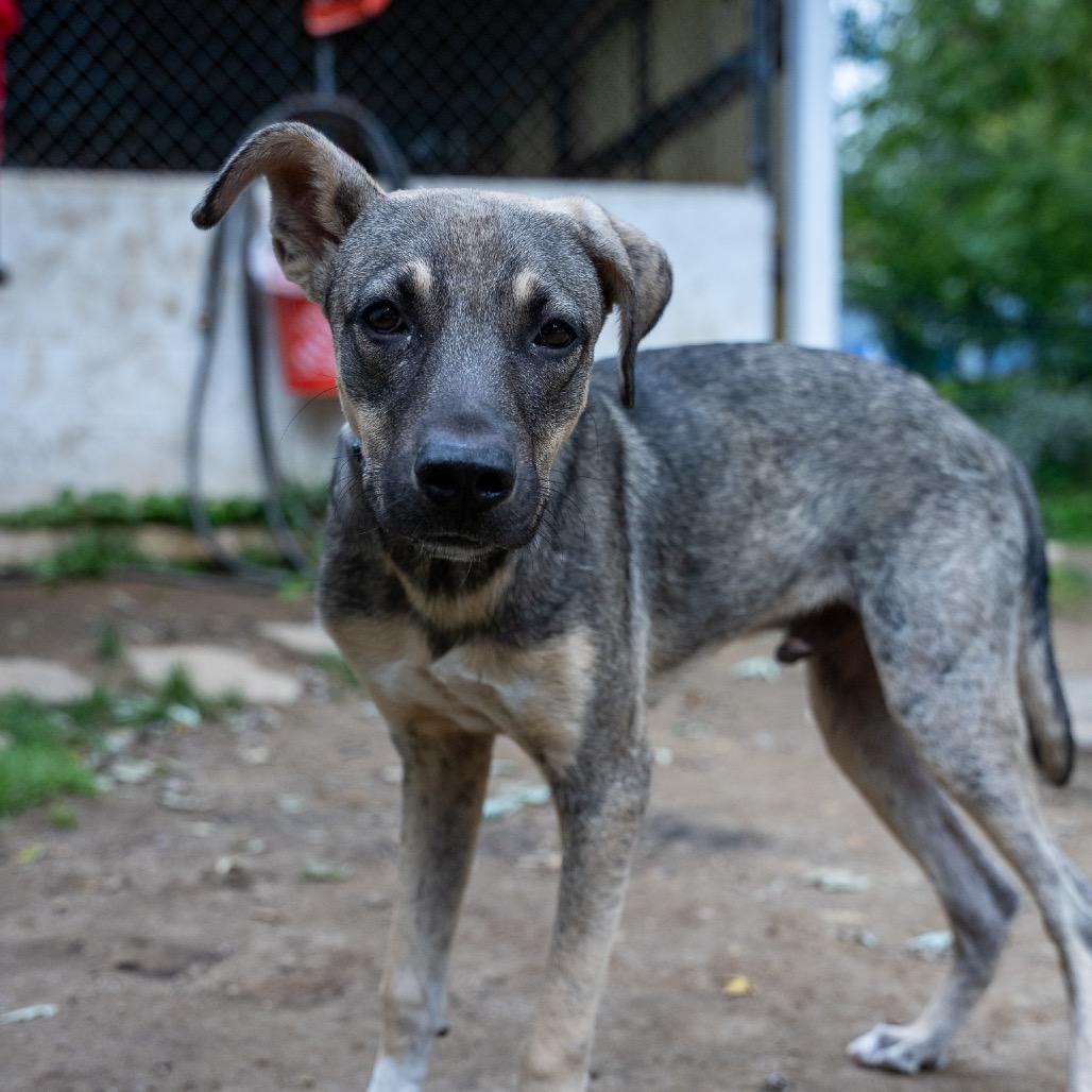 Enlarge Clyde, a Adoptable mixed breed in Pawling, NY image 5/6