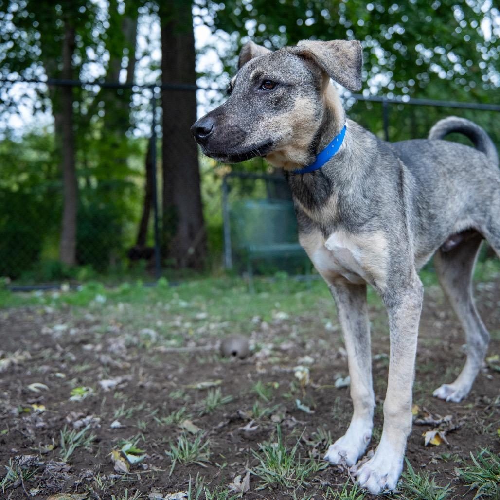 Enlarge Clyde, a Adoptable mixed breed in Pawling, NY image 6/6