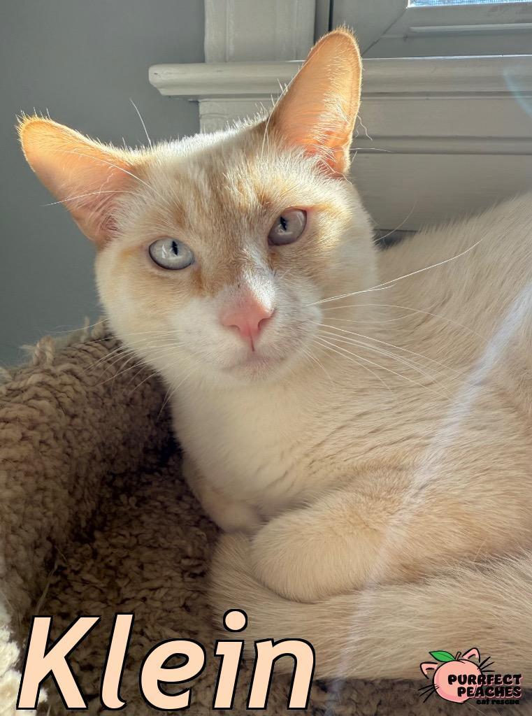 Klein, a Adoptable mixed breed in Douglasville, GA image 1/6