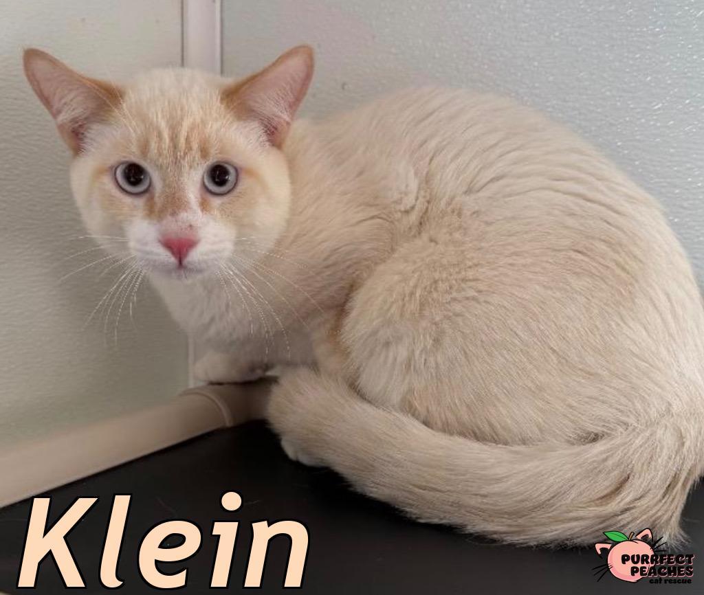Klein, a Adoptable mixed breed in Douglasville, GA image 2/6